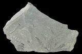 Pennsylvanian Fossil Fern (Neuropteris) Plate - Kentucky #158727-1